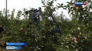 Сбор яблок - интенсивный сад ООО "Сады Мичурина", г. Мичуринск