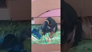 Забавный маленький доберман. Нашкодил и оправдывается или...!?