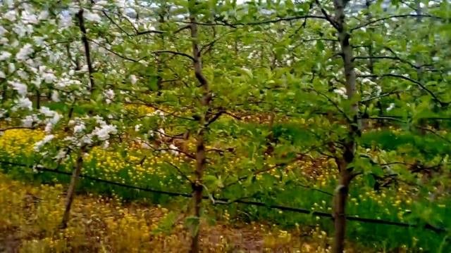 Цветение яблони в интенсивном саду
