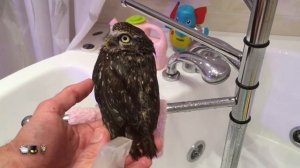 Как мыть сову))