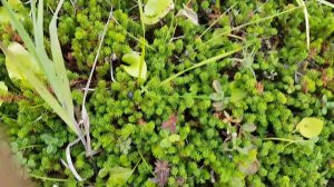 КАМЧАТКА Поездка на Тихий океан сбор ягоды шикши