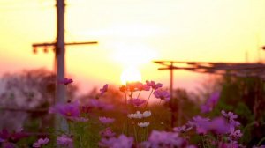 НЕ РВИТЕ ЦВЕТЫ песня Юрия Антонова в моём исполнении