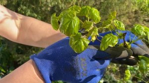 Обзор клёнов в саду