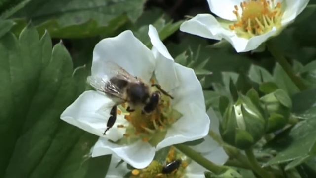Тайна борти смотреть онлайн