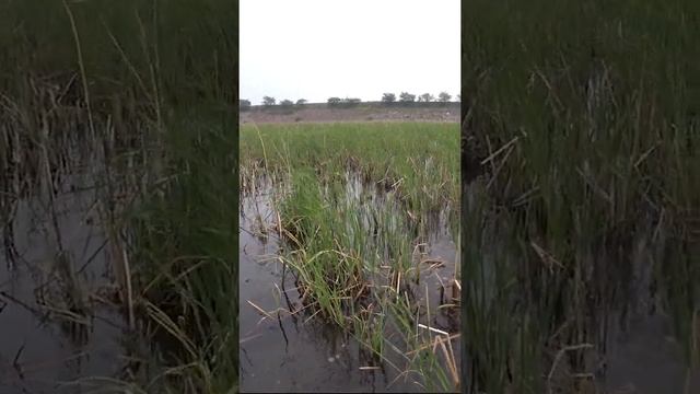 Охота на Сазана в камышах весной, рыбалка с рогаткой.