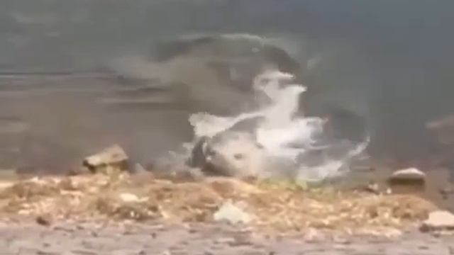 крокодил утащил собаку/the crocodile dragged the dog. смотреть онлайн