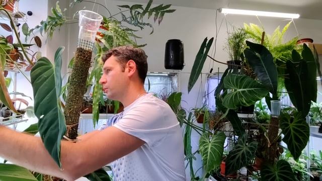 Бросаем цветы едем в отпуск /Цветовод по вызову / Как оставить цветы на время уезда ? смотреть онлайн