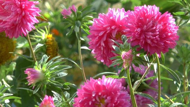 астры смотреть онлайн