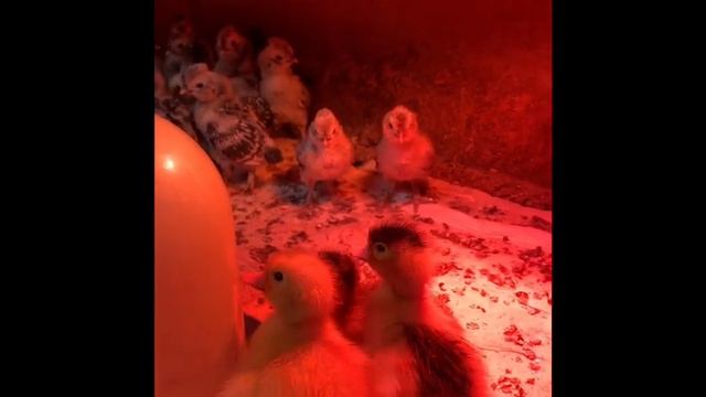 Результат эксперимента/муларды смотреть онлайн