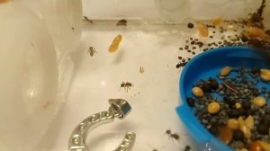 Муравьи Messor Structor (муравьи-жнецы) - кормление. Белок, углеводы, витамины для муравьев