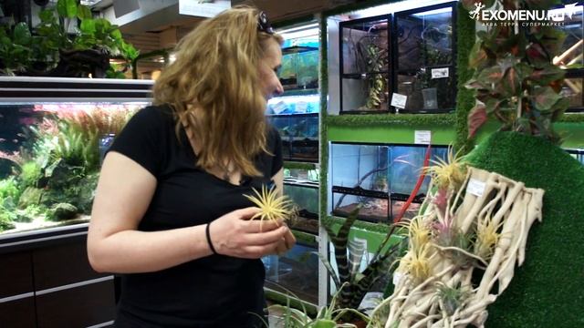 Живые растения для террариумов. Тилландсии.