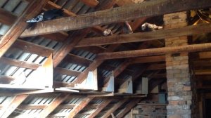 Николаевские голуби (Николаевская обл)