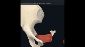 Анатомия 3D Мышцы тазового дна Часть 1