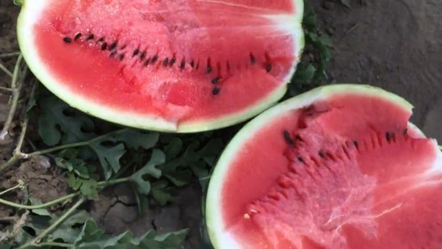 Арбуз Доминант 2.08.21 смотреть онлайн