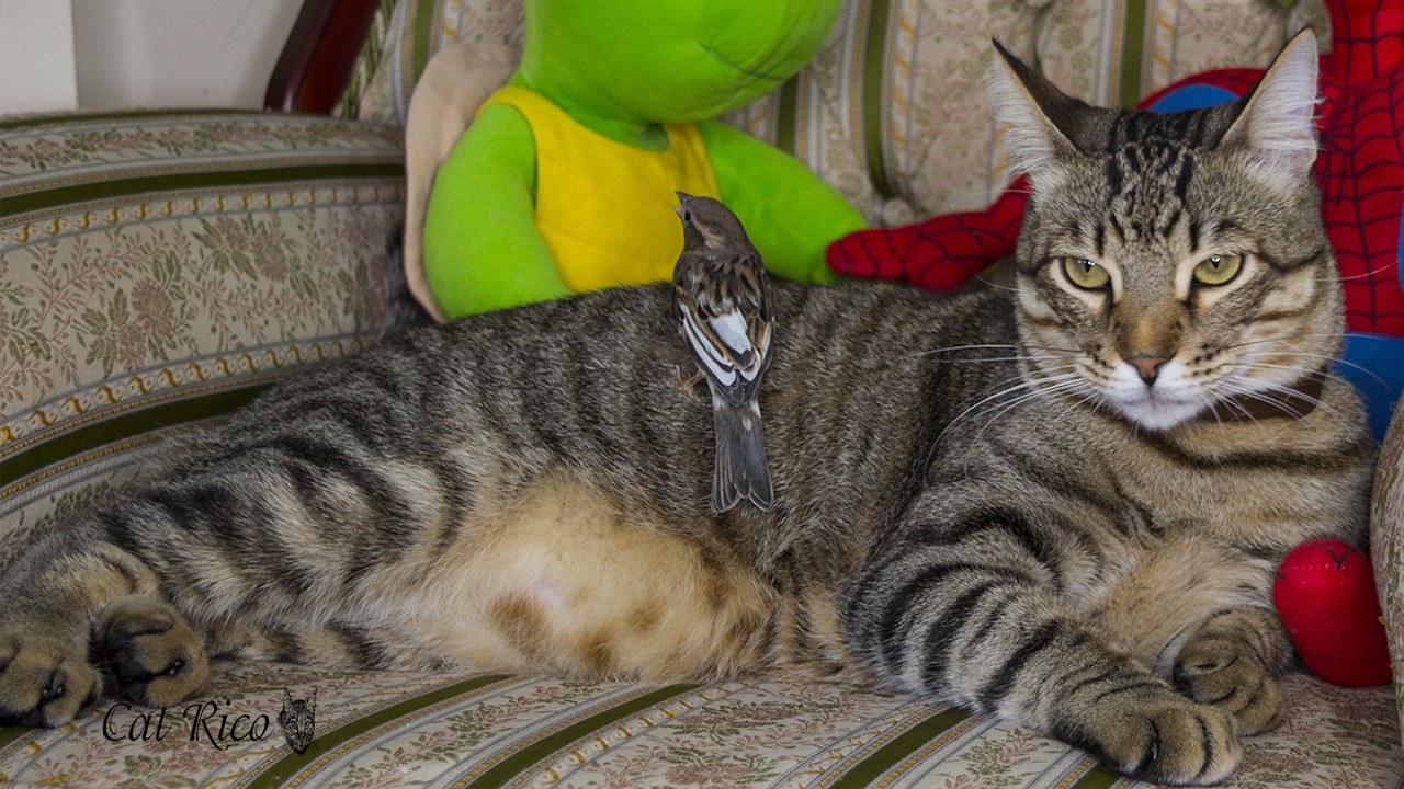 Воробей хочет оседлать кота смотреть онлайн