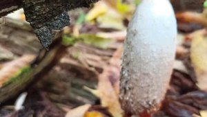 Интересный съедобный гриб, который редко берут, навозник белый (Coprinus comatus)