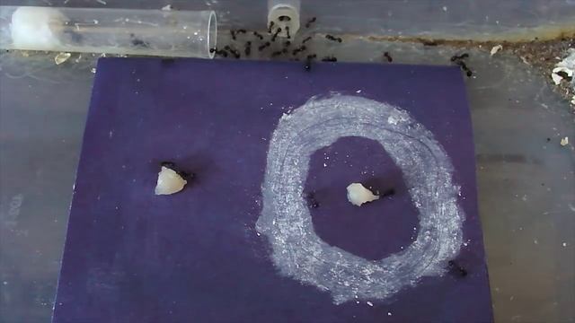 Боятся ли муравьи мела? смотреть онлайн