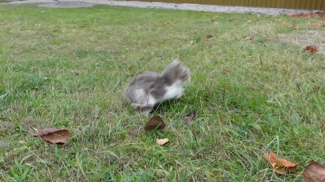 Спасение 5. Бездомных КОШЕК ОТ ХОЛОДА. смотреть онлайн