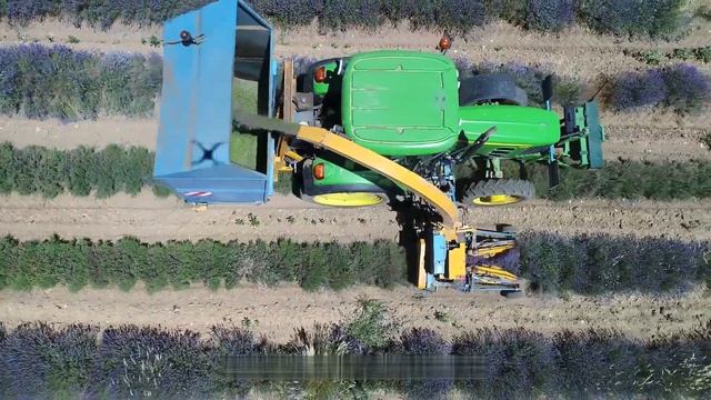 Сбор урожая лаванды, Франция ?? смотреть онлайн