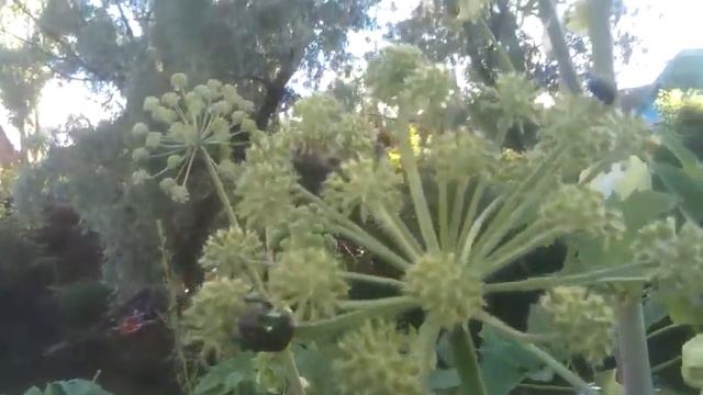 Жуки на курае смотреть онлайн