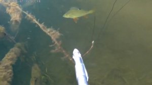 Подводная охота Выстрел с ружья альпина саб alpina sub