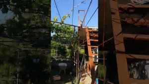Выращивание инжира в суровых условиях (Белгородская область)