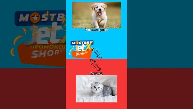 Завести щенка или котенка? #выбор