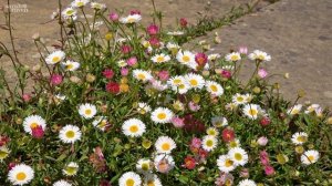 Erigeron karvinskianus (Mexican fleabane) | Why Sarah Raven Loves This