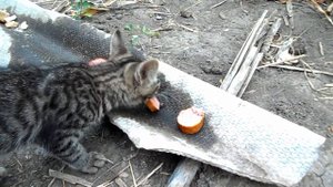 Брошенный котёнок. Двадцать шестой день. Документальный сериал про бездомных котят.