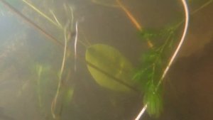 Подводная охота. Места обитания линя. Новое озеро. Линь. 2020. Spearfishing. Tench. Tench fish.