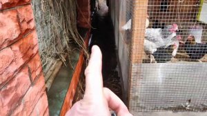 Обзор курятника на 25-30 кур.