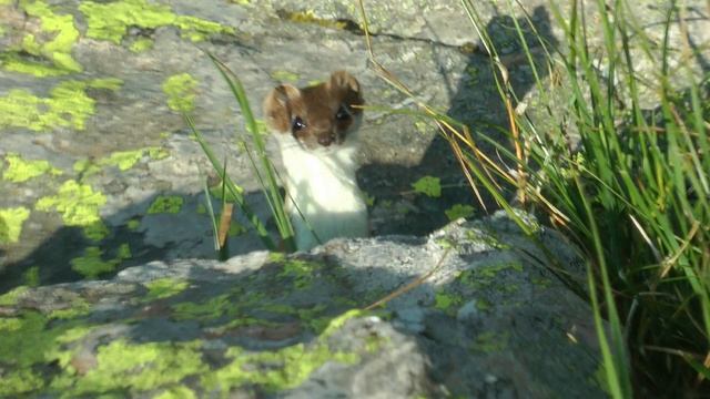 Ласка Кавказкая смотреть онлайн