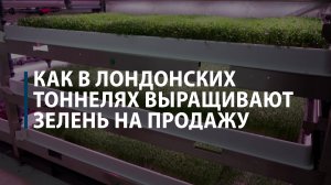 Как в лондонских тоннелях выращивают зелень на продажу