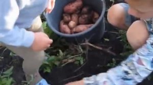 Выращивание картофеля potato cultivation