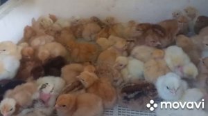 эксперимент окончен. Вывод цыплят из месячного яйца из холодильника