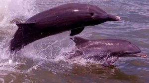 Dolphin Facts - Facts About Dolphins