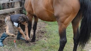 Продажа лошадей.