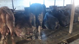 Откорм бычков как бизнес идея. Как приобрести быков не вкладывая семейный бюджет!