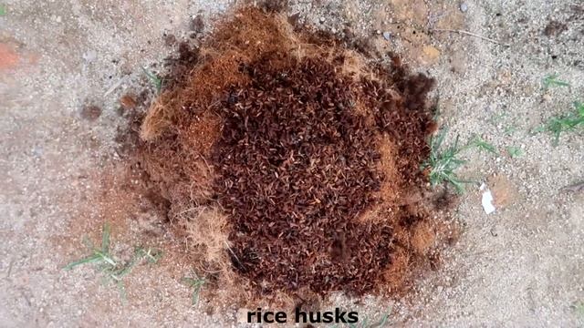 How to grow propagate Rose tree from banana fruit for beginners смотреть онлайн