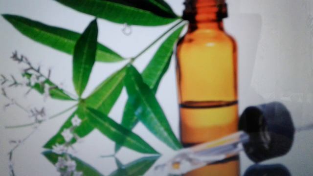 Масло вербены:свойства и применение смотреть онлайн