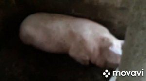 Отличие  свиней Ландрас+петрен  от Йокшир+петрен