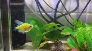 Тернеция идет на поправку?