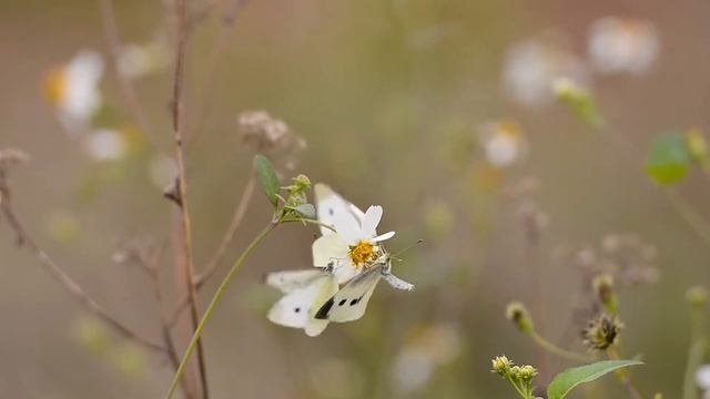 Футаж природа-цветок-синий-бабочки-крыло смотреть онлайн