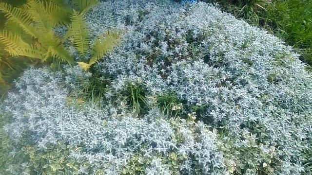 Композиція з папороті, ясколики і бересклету Ландшафтний дизайн Зразок клумби 33