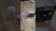 Прямоухие и вислоухие котята