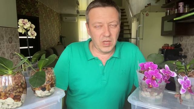 полив орхидеи после пересадки ВАЖНЕЙШИЕ НЮАНСЫ не загубить корни фаленопсисов