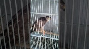 Burung pemakan daging