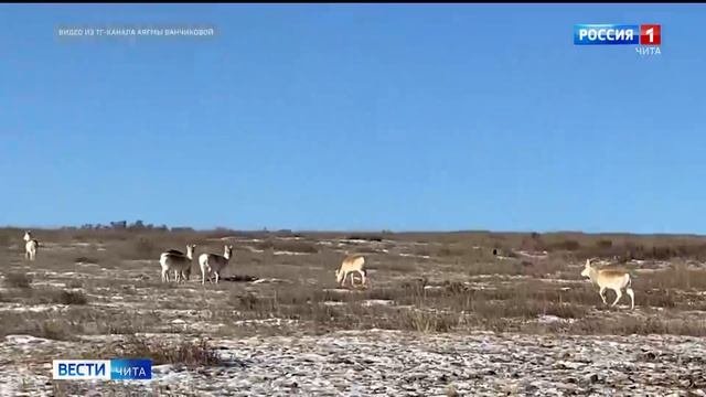 Около 10 тысяч дзеренов пришли в Забайкалье из Монголии в брачный период