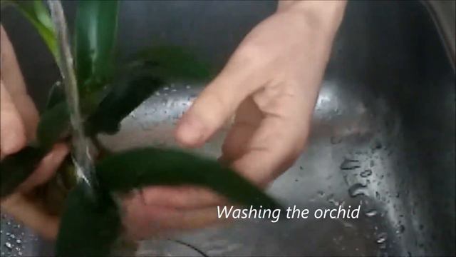 Transferring cattleya little lemon drops x cattleytonia why not orchid into water culture(2017) смотреть онлайн