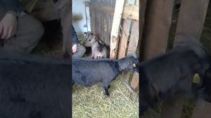 Остановка рубца у козы